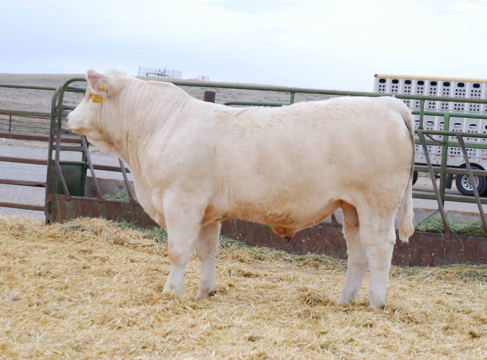 Highest Selling Charolais Bull